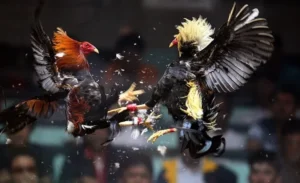 Hướng Dẫn Chi Tiết Cách Chơi Đá Gà Sabong Tại Azbet88 Đỉnh Cao