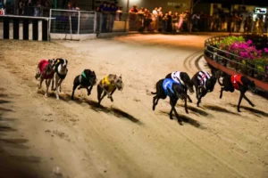 Cách Chơi Game Nhanh Đua Chó Tại Azbet88 Về Bờ Nhanh Nhất