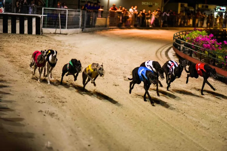 Cách Chơi Game Nhanh Đua Chó Tại Azbet88 Về Bờ Nhanh Nhất 1 Cách Chơi Game Nhanh Đua Chó Tại Azbet88 Về Bờ Nhanh Nhất