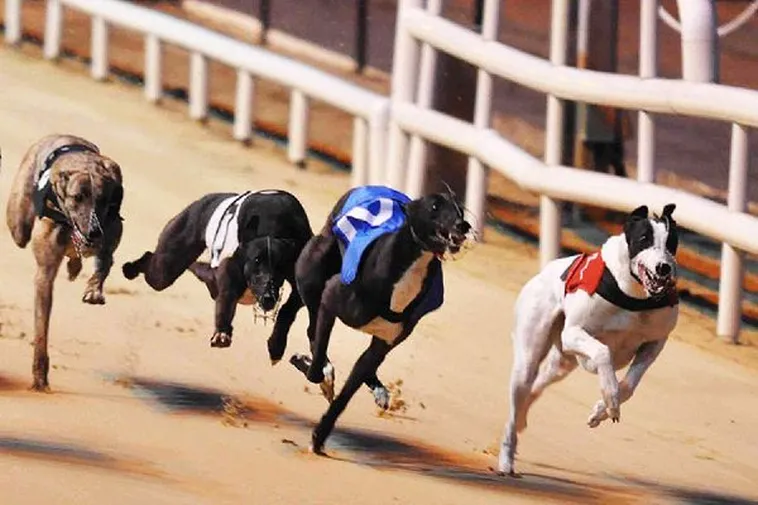 Cách Chơi Game Nhanh Đua Chó Tại Azbet88 Về Bờ Nhanh Nhất 2 Cách Chơi Game Nhanh Đua Chó Tại Azbet88 Về Bờ Nhanh Nhất